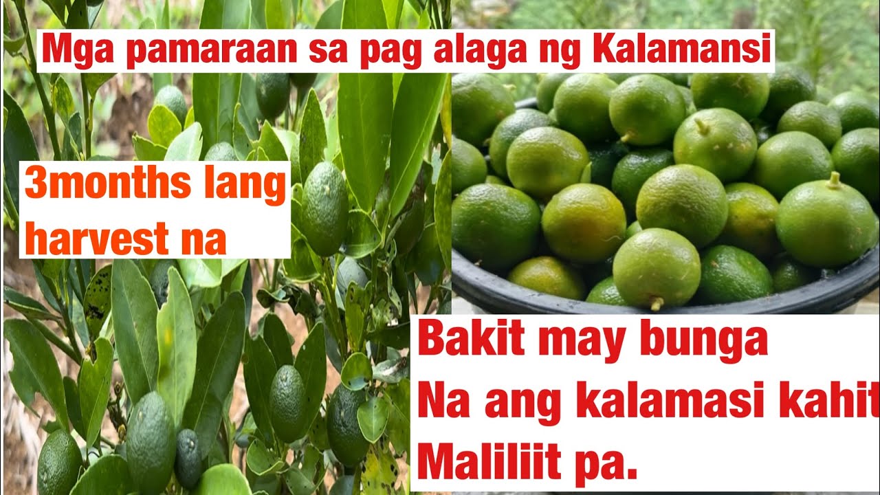3 Months lang mula ng tinanim naka harvest na kami sa kalamansi.@Rhoytv82