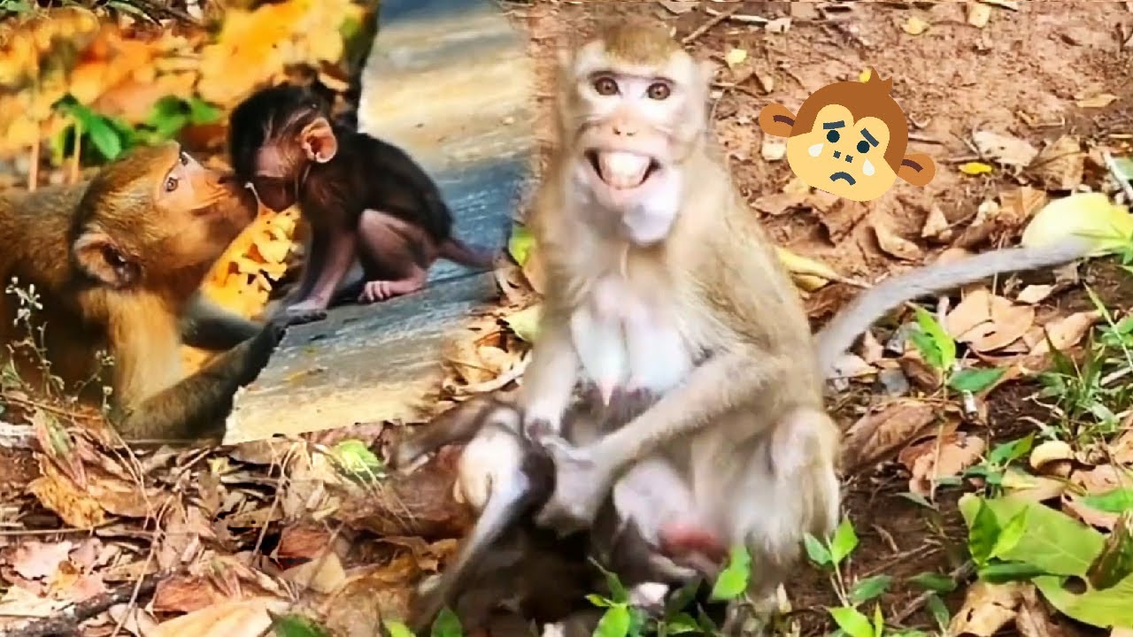 Baby monkey died suddenly, mother monkey was very sad