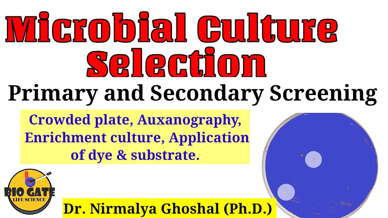 Microbial Screening (Primary and Secondary) #industrialmicrobiology