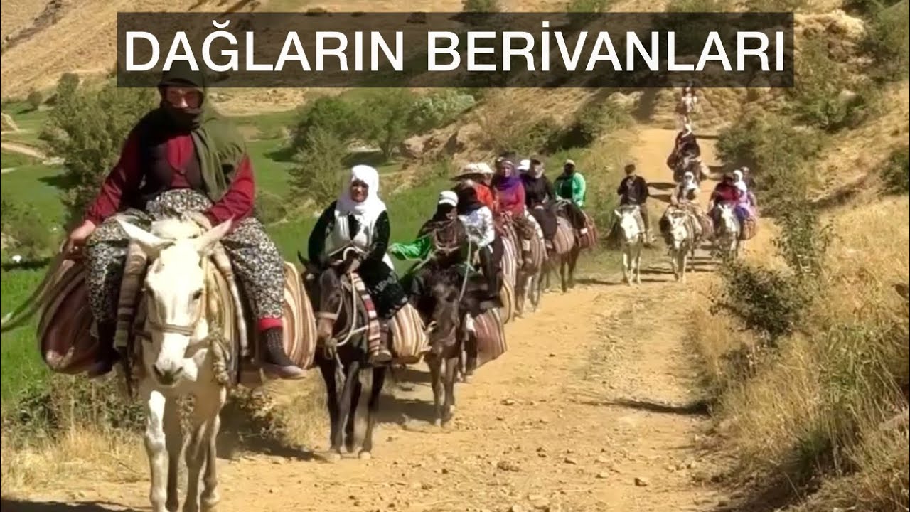Berivanların zorlu süt mesaisi
