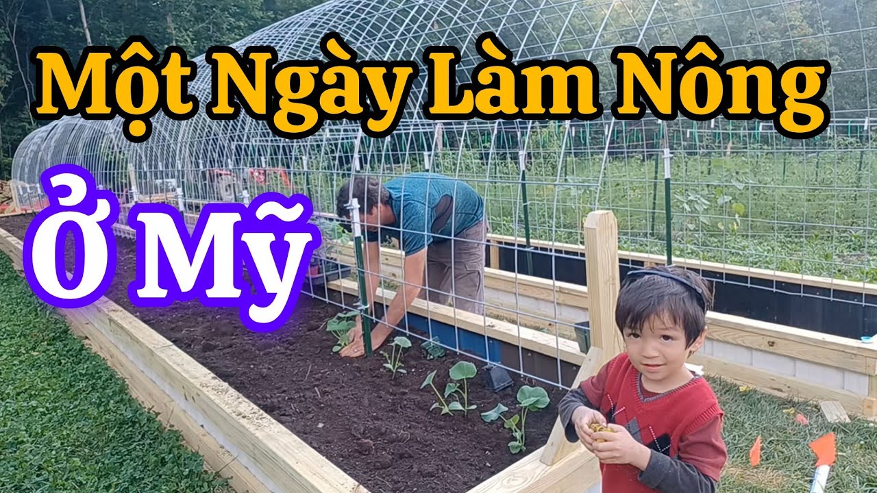 Cuộc Sống Nông Trại Ở Mỹ Của Vợ Việt Chồng Amish – Làm Giàn Cho Bí / Thu Hoạch Lavender (Phần 4)