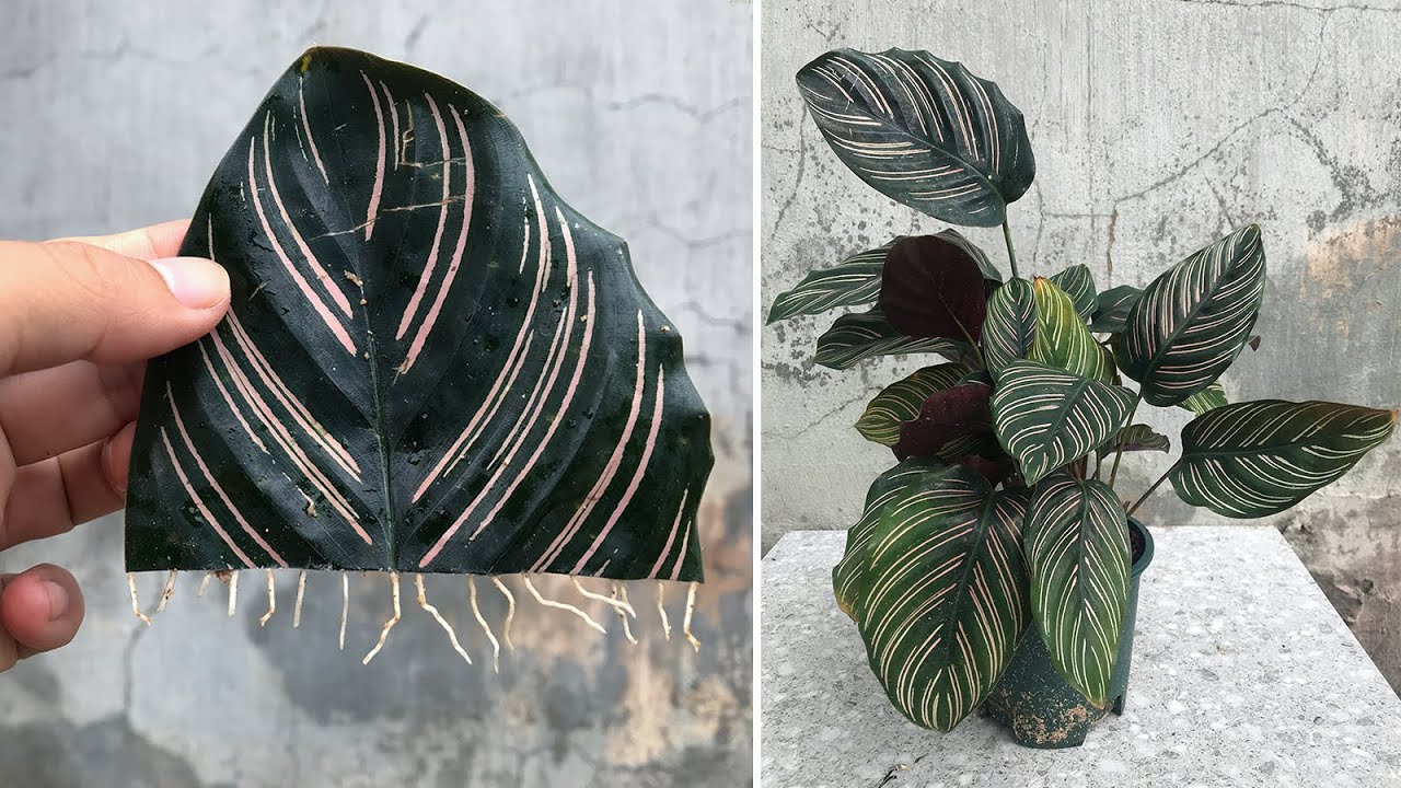 पातहरू द्वारा Calathea Ornata कसरी प्रभावकारी रूपमा प्रचार गर्ने