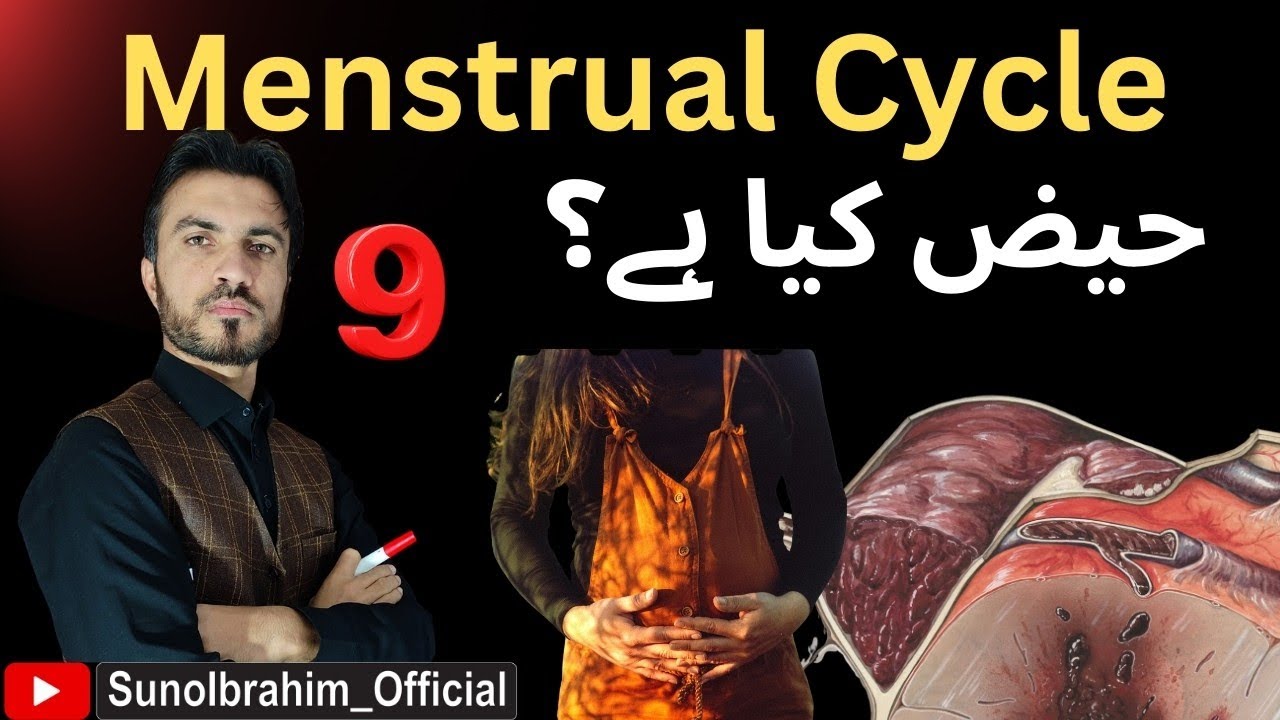 Menstrual Cycle: Day-by-Day Hormonal & Molecular Mechanism Explained