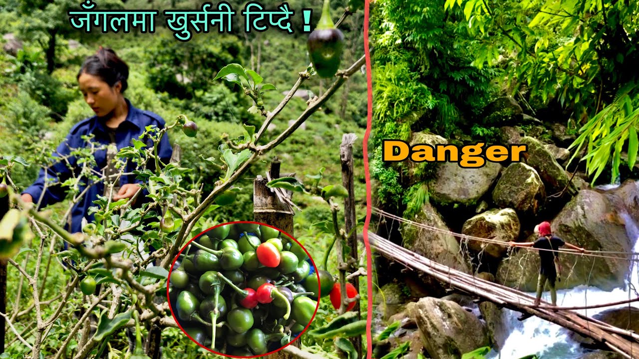 Spicy Chili And wild Vagies Harvesting ! Village Life in Nepal