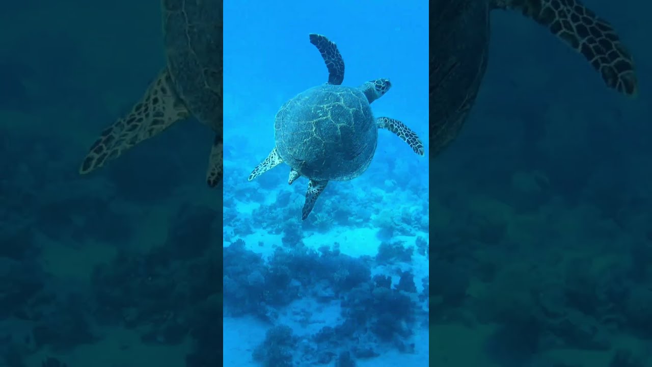 Cleopatra Luxury Resort Makadi Bay Snorkeling Part II
