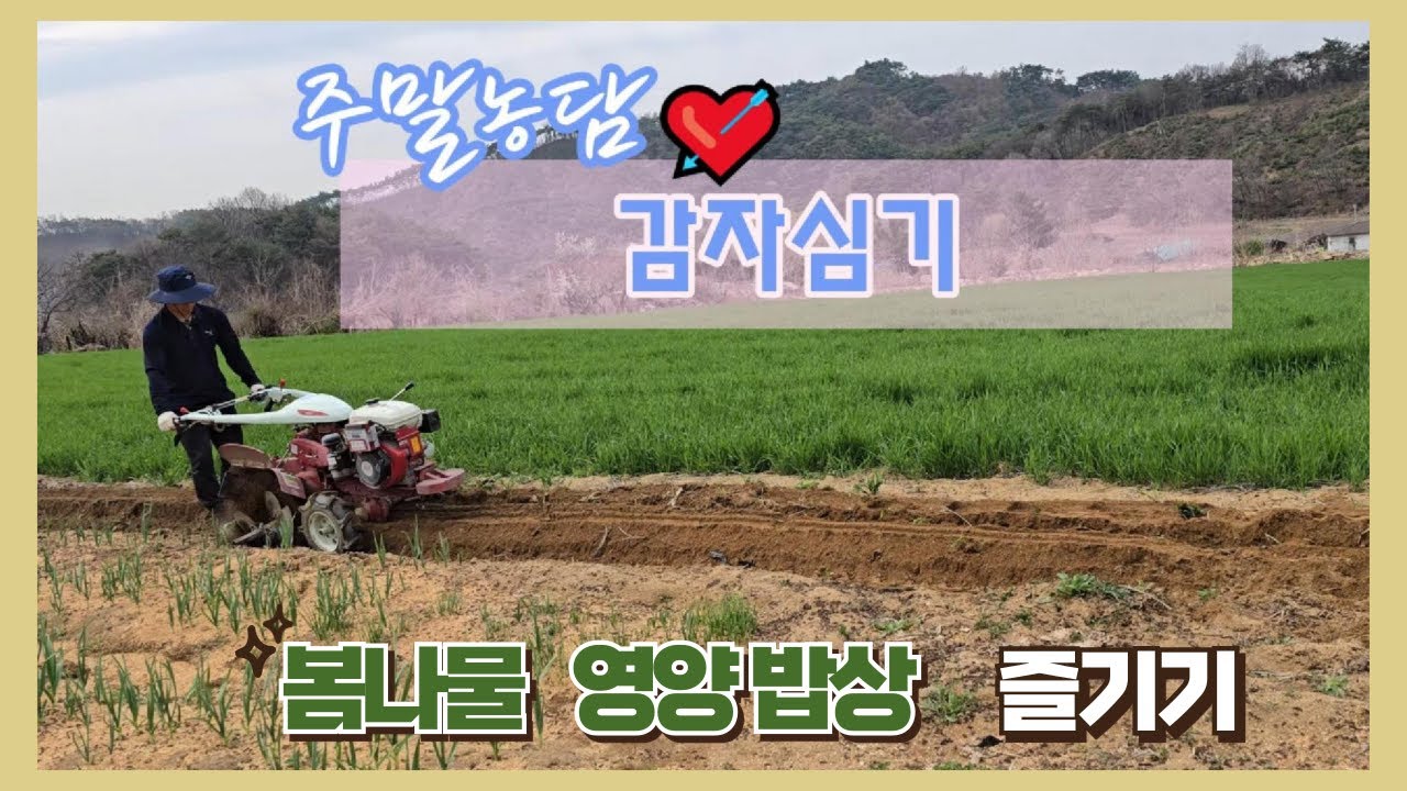 [주말농부 Vlog] 감자 심고, 앞치마살 구워서 제철 채소로 건강한 밥상 즐기기~소고기와 채소로 채운 건상식
