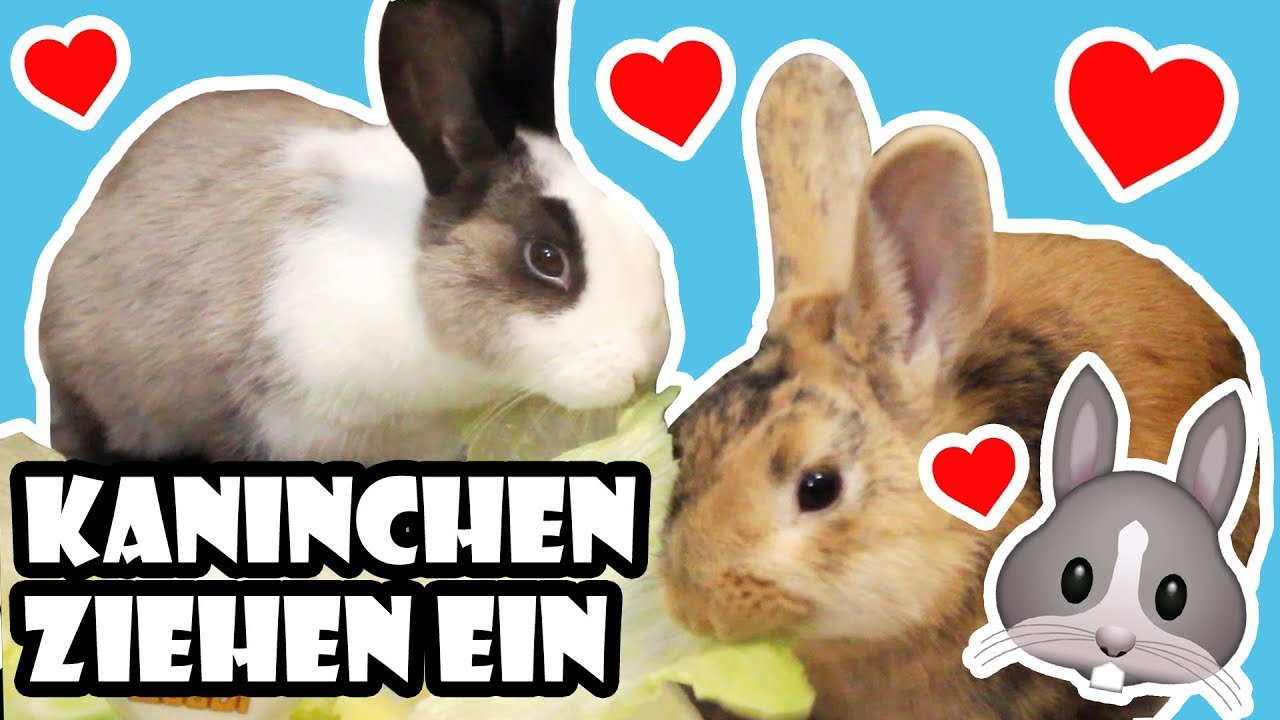 Kaninchen ziehen ein  🐰 Vom Tierheim ins neue Zuhause 💖 Adoption & erster Tag 🐾