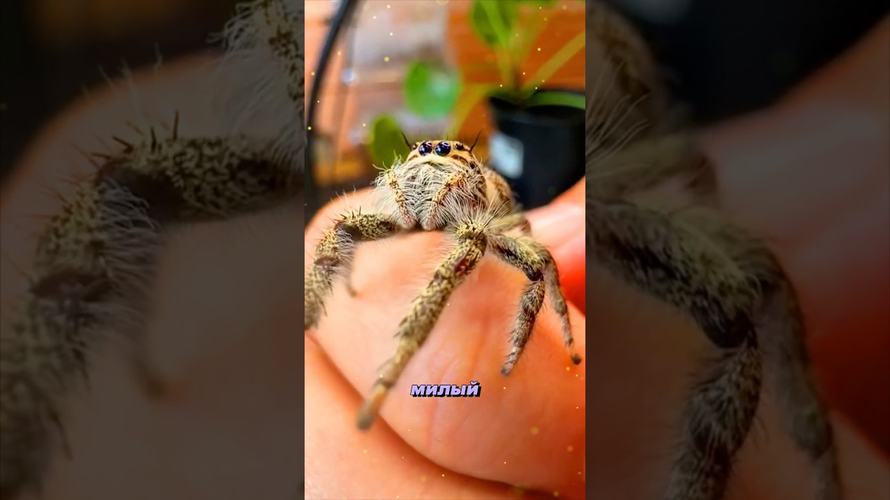 ГЕЛЛИУС ДИАРДИ двоюродный братишка Phidippus regius 🕷️🥹 #wildlife #hyllusdiardi #jumpingspider
