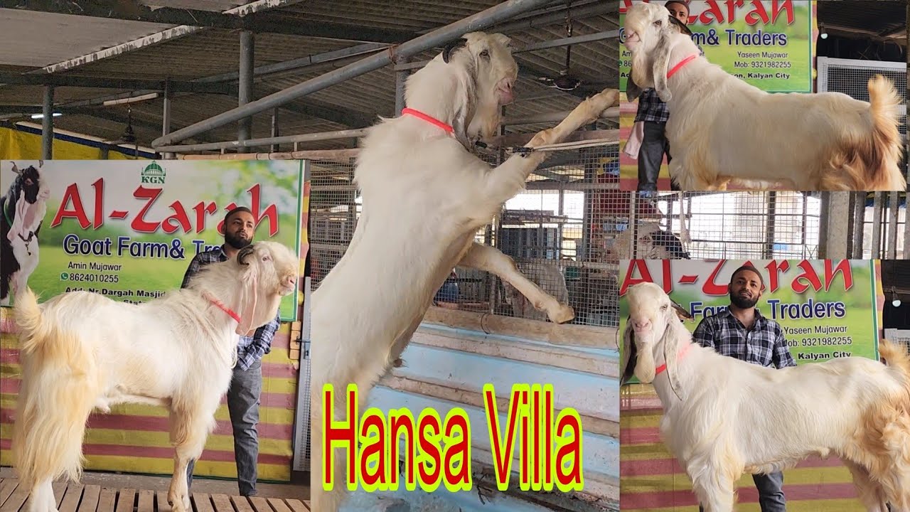 Only And Only Hansa Jumnapari | Top Ke Bakre Eid Ready At Al Zarah Goat Farm Kalyan | Saukh Ke Bakre