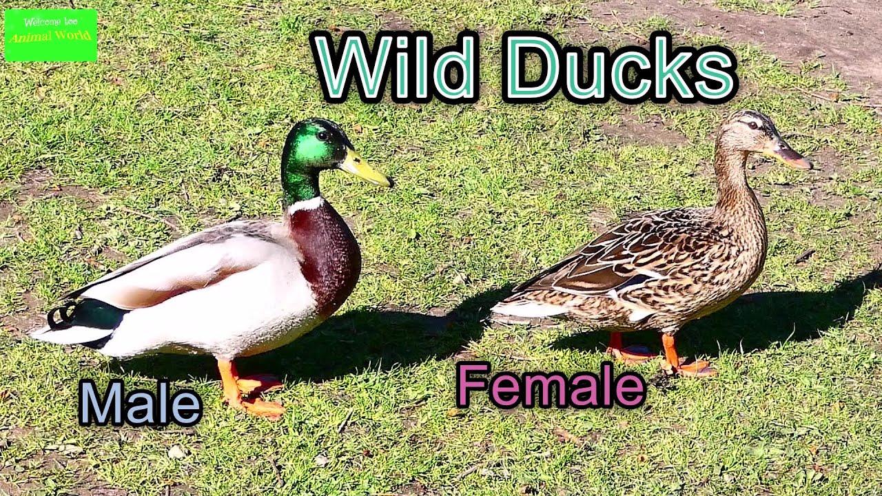 Wild duck (Wilde eend)