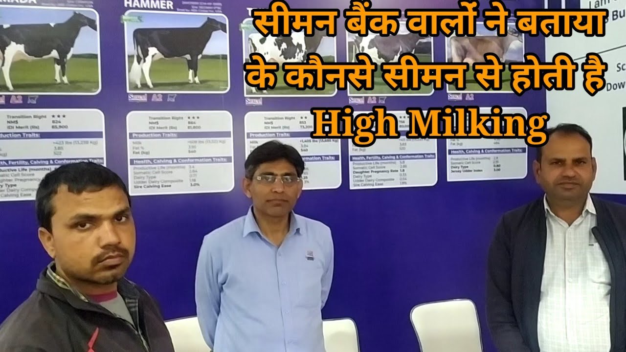 ABS सीमन बैंक के High Milking के Bull🐃😲