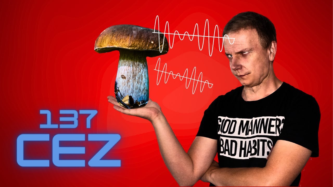 Borowiki - przekraczają normy promieniowania! Analiza Cez137