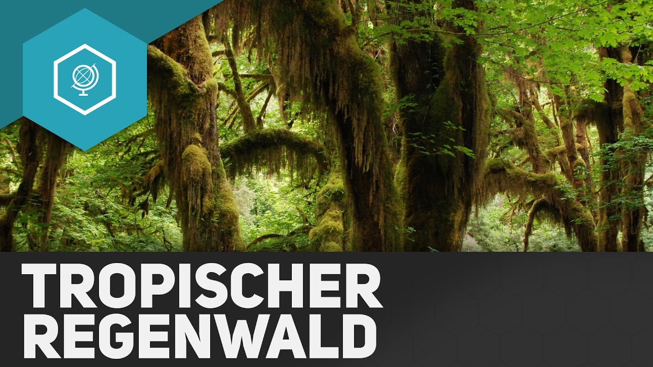Der Tropische Regenwald - Die Tropen II - Klimazonen 2