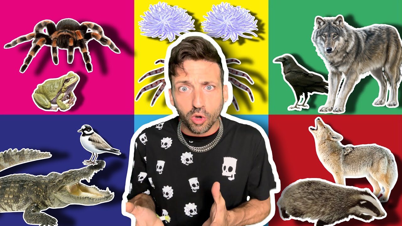 Animals forming teams is REAL?!?