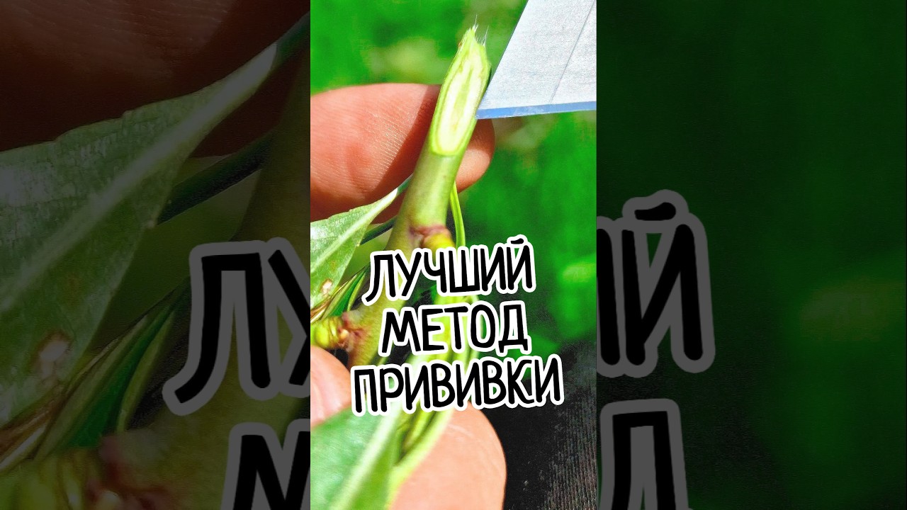 Лучший способ! Прививка деревьев с 95% приживаемостью! Секрет улучшенной копулировки! 🌱✂️