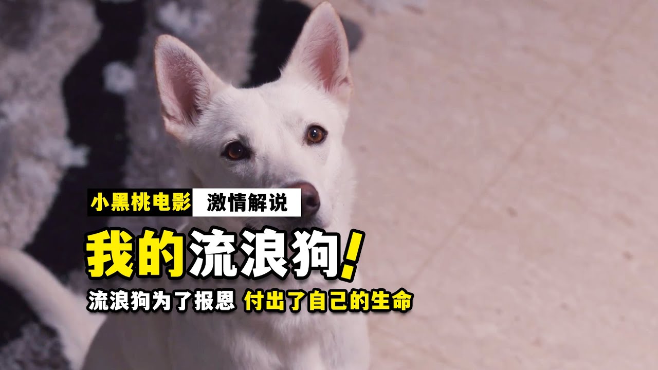 超感人！流浪狗被女人捡回家，为了报恩倾尽一生