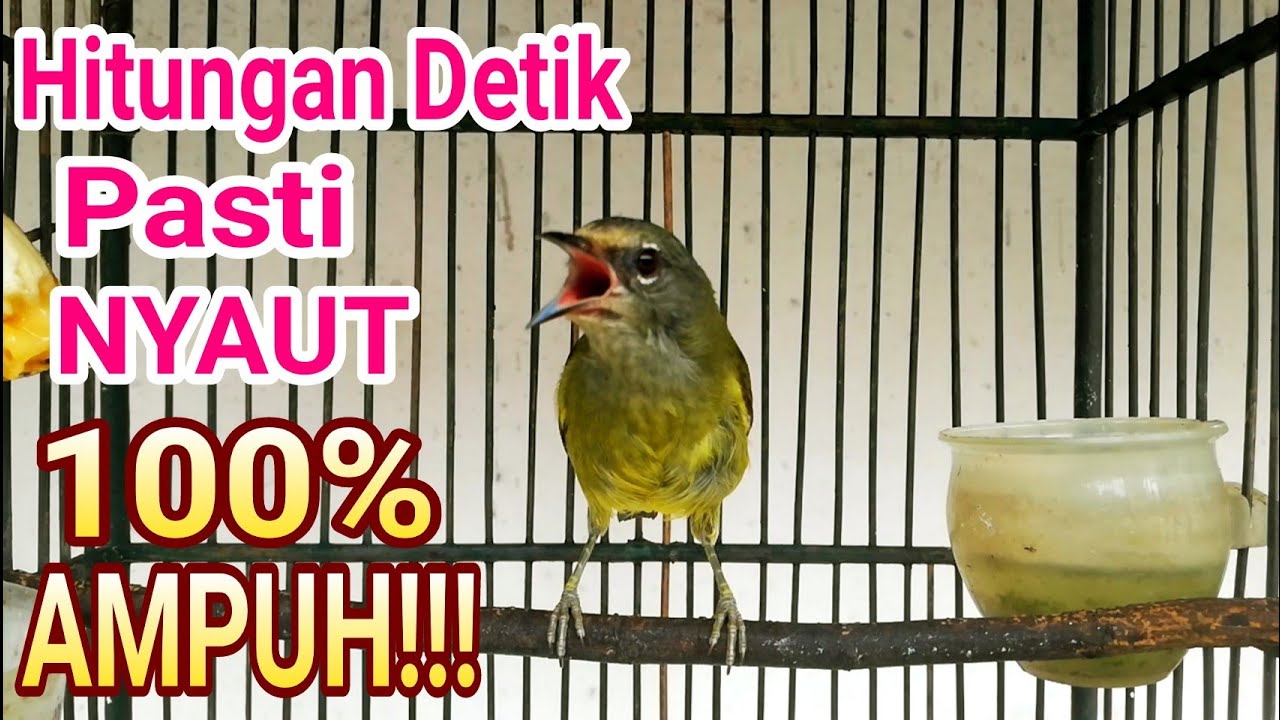Pancingan Burung Opior jawa Gacor Full Durasi Di Jamin 100% AMPUH