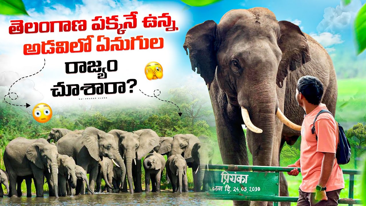 Elephants camp in the deep forest 😮|| Hathi Camp || Sai Prasad Vlogs