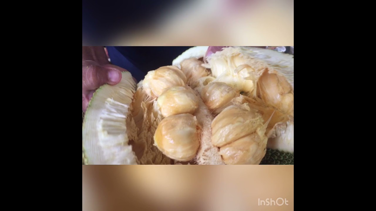 Cempedak vs Cempejack