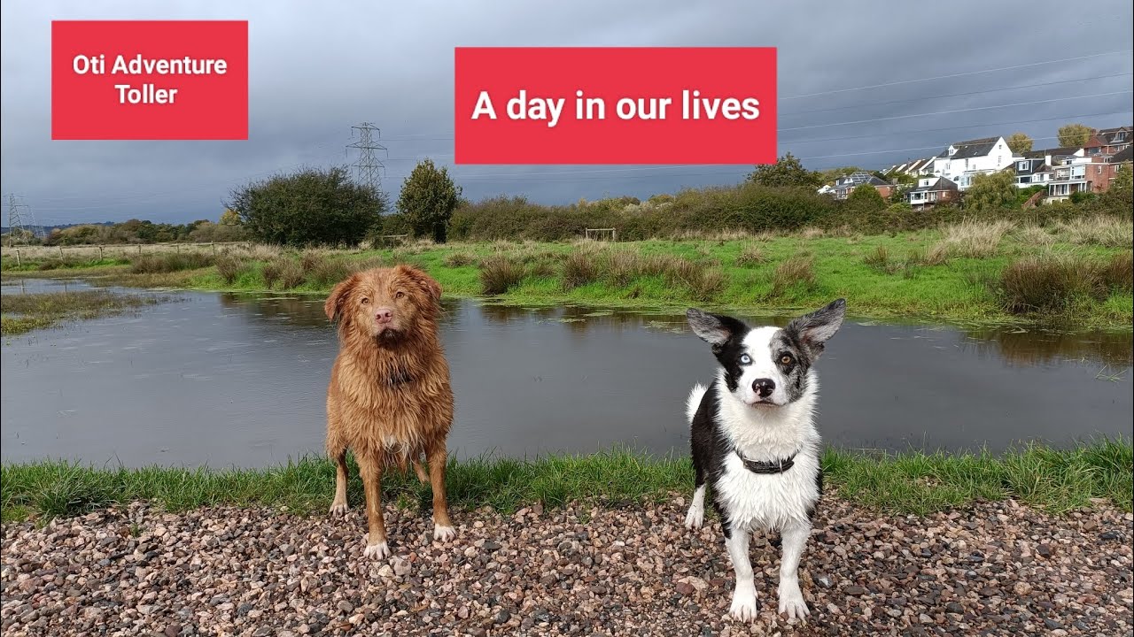 Разнообразный день с Оти Адвенчер Толлером и маленькими ножками Мерлином 🙂