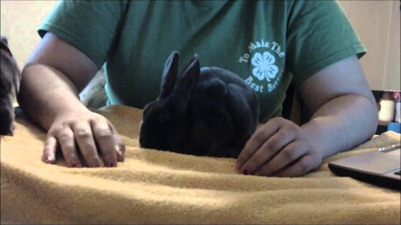 How to tell if your rabbit is sick