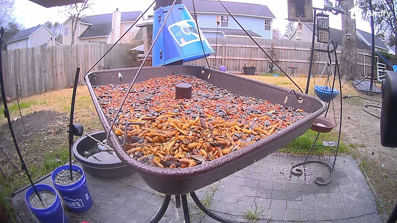 William's Bird Channel ￼Live Stream bird feeder ￼￼￼cam! ￼