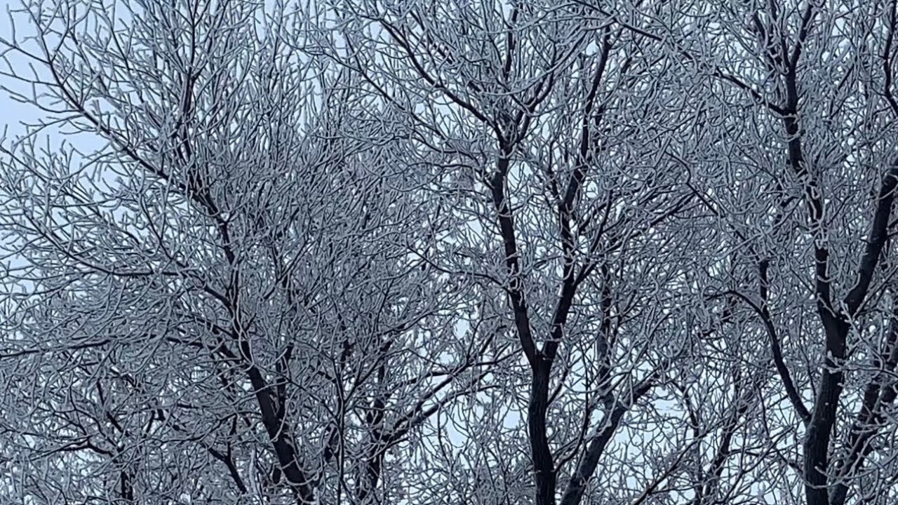 Winter Drive And Snow - Beautiful Trees In City Of Brandon Manitoba Canada
