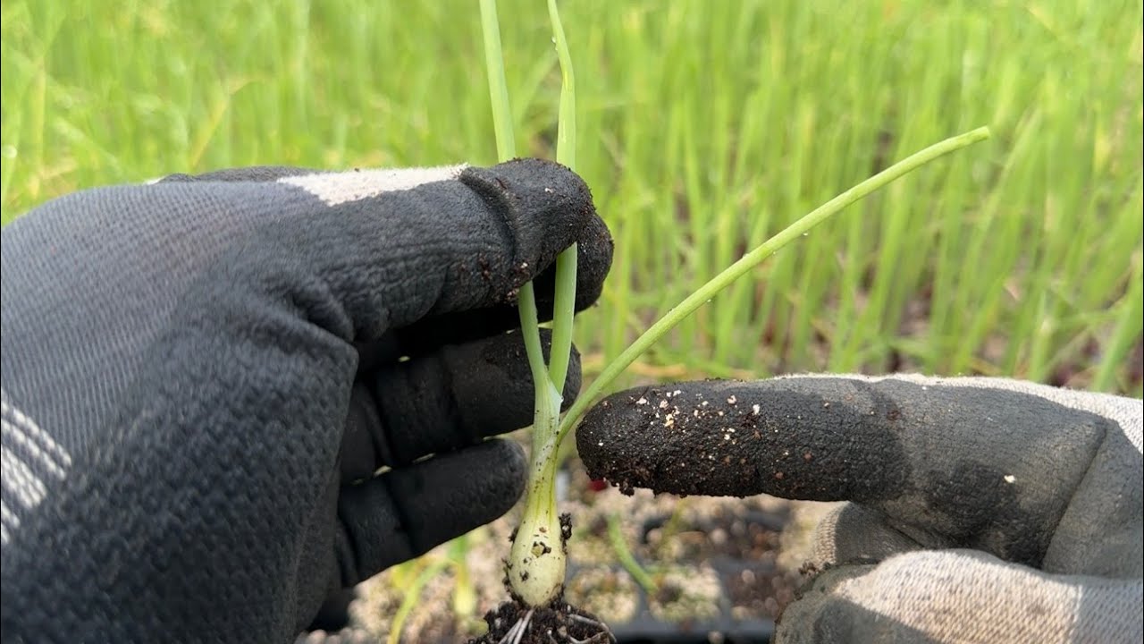 【タマネギの育て方・栽培方法】失敗の原因は苗から始まる　玉ねぎ栽培は葉と根が大切（丈夫な苗を作る葉切りと追肥〜玉ねぎ苗を植える時のコツ）24/10/30