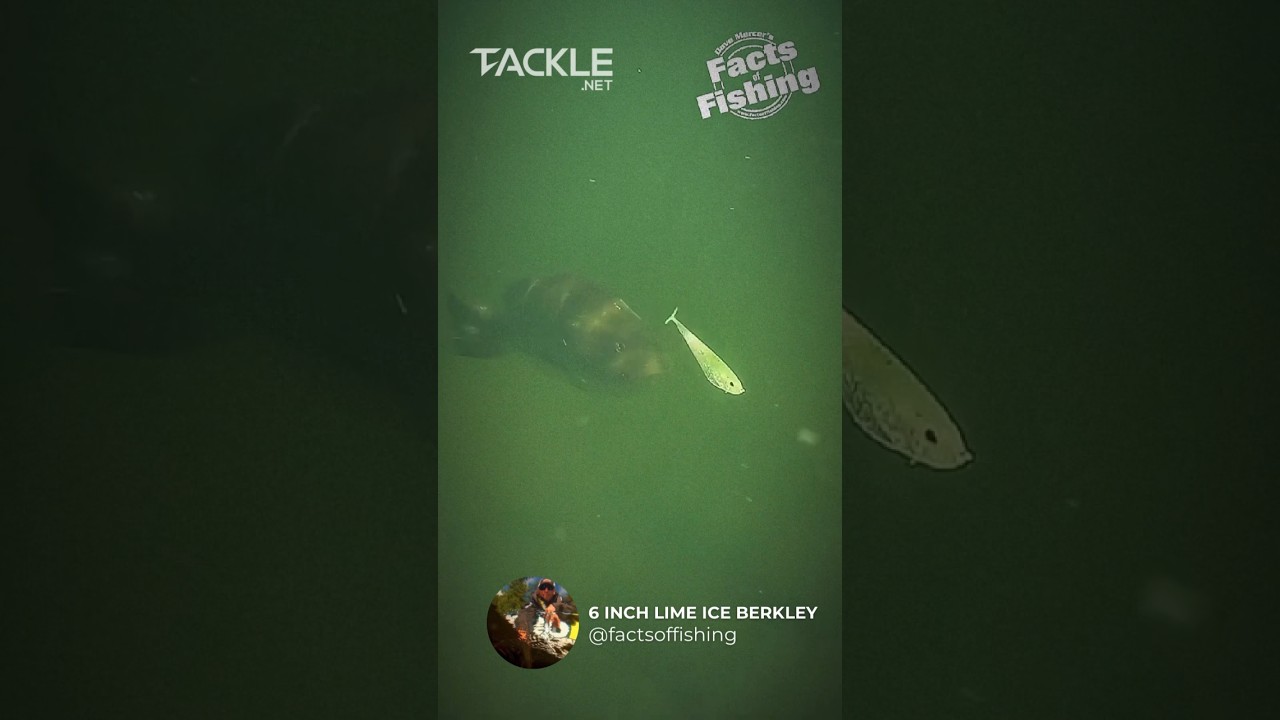 What a Bite🔥🎣 Great Bait‼️ #bait #fishinglure #baitmaker #fishlure #fish #lure #fishbait #bass