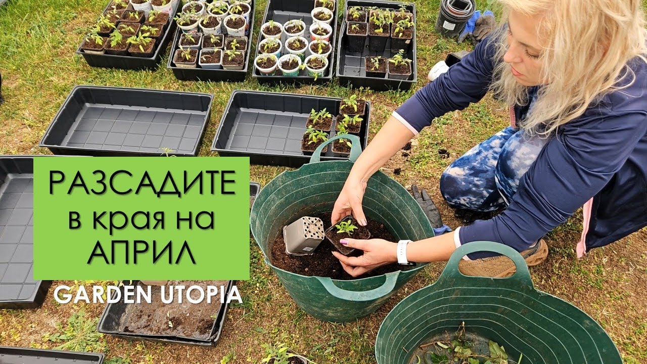 Развитие на РАЗСАДИТЕ, засаждане на ДОМАТИ