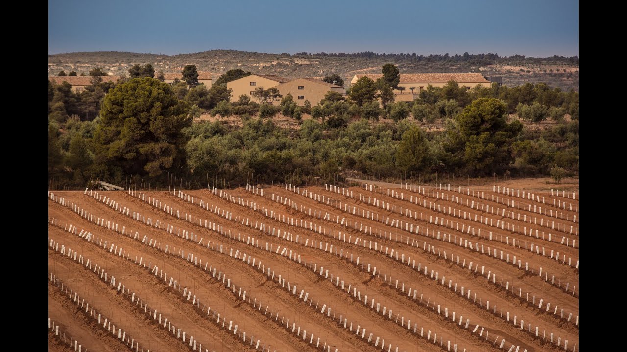 The new Arbequina olive groves