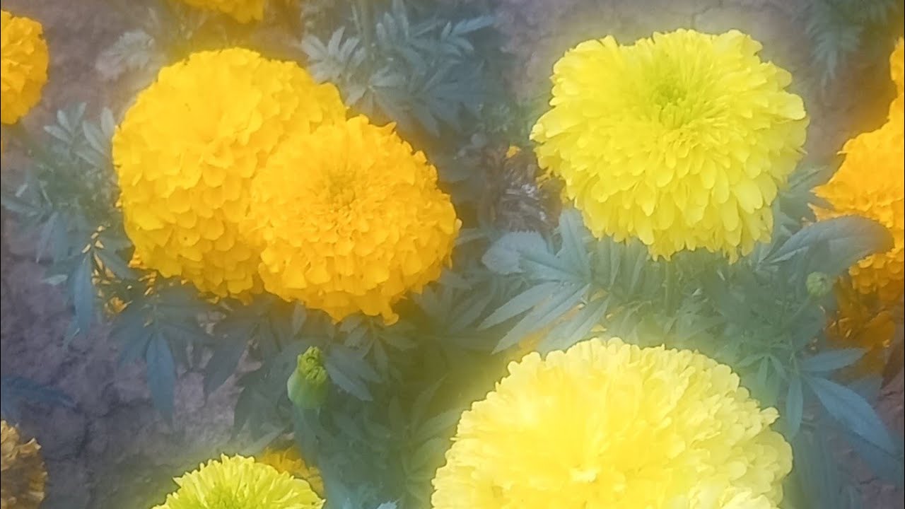 Sporshita's Kitchen and Blogging   is live! দুপুরের লাইভে সবাইকে স্বাগতম 💖
