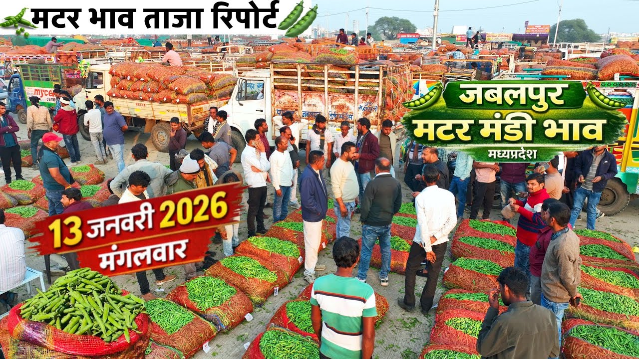 Jabalpur Matar Mandi Bhav Today | 13 जनवरी 2026 | मटर मंडी भाव 🫛 मटर 5–7₹ किलो टूटी | भारी आवक
