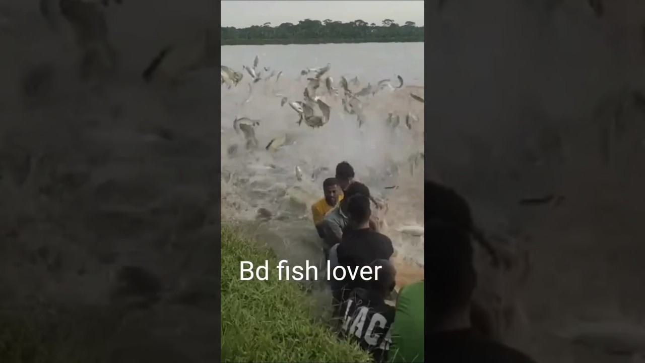 Fish Rain #short #shorts #shortvideo #fish #fishing #fishingvideo #rain #fishrain #copypaste