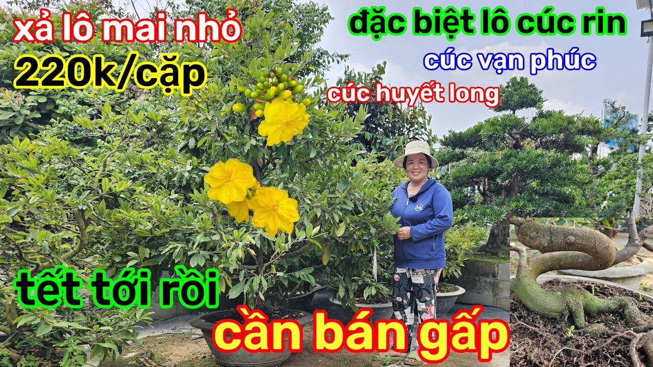 🌲22/1☎️vườn mai Cô Phương☎️lô mai ghép xả rẻ🌲mai rin siêu nụ🌲thân lắc dáng long🌲quá trời rẻ 