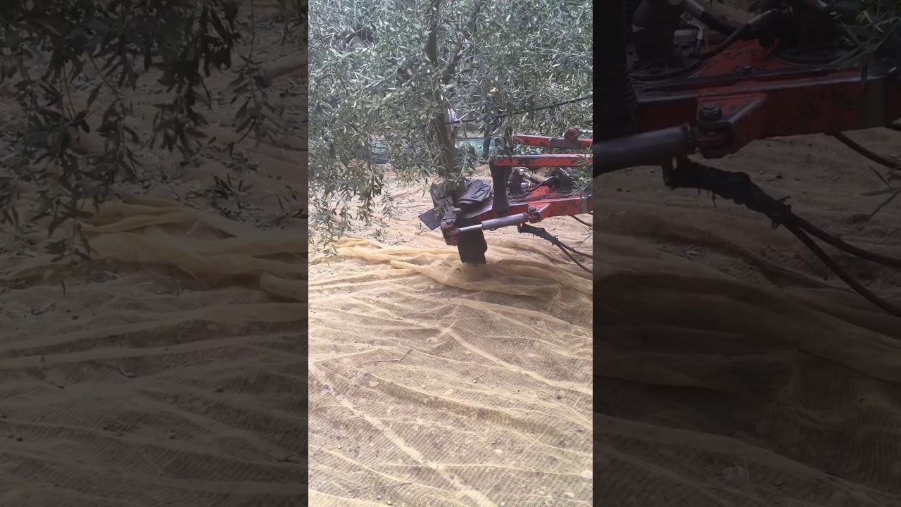 Squotitore olive Verdegiglio