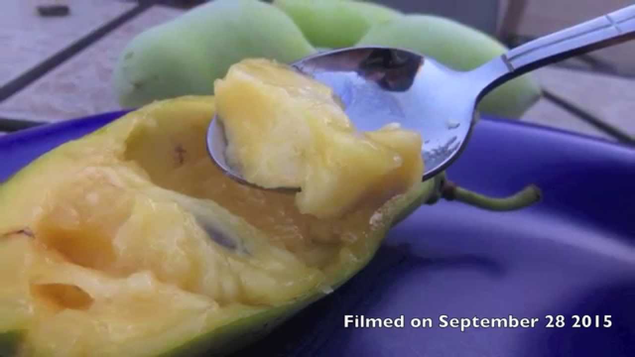 Growing Pawpaws in South Coastal British Columbia, Canada