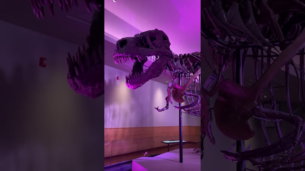 Sue the T. Rex at the Field Museum #dinosaur #chicago #fieldmuseum #paleontology #fossils #fossil