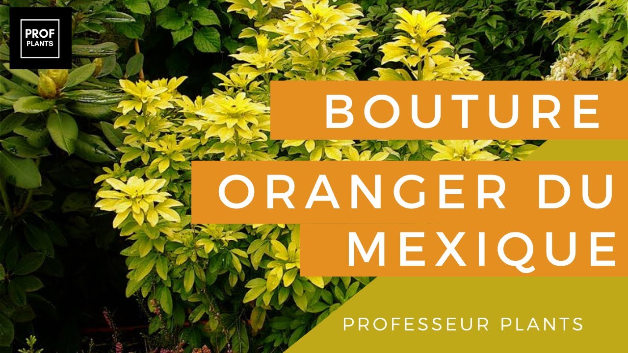 COMMENT BOUTURER L’ORANGER DU MEXIQUE