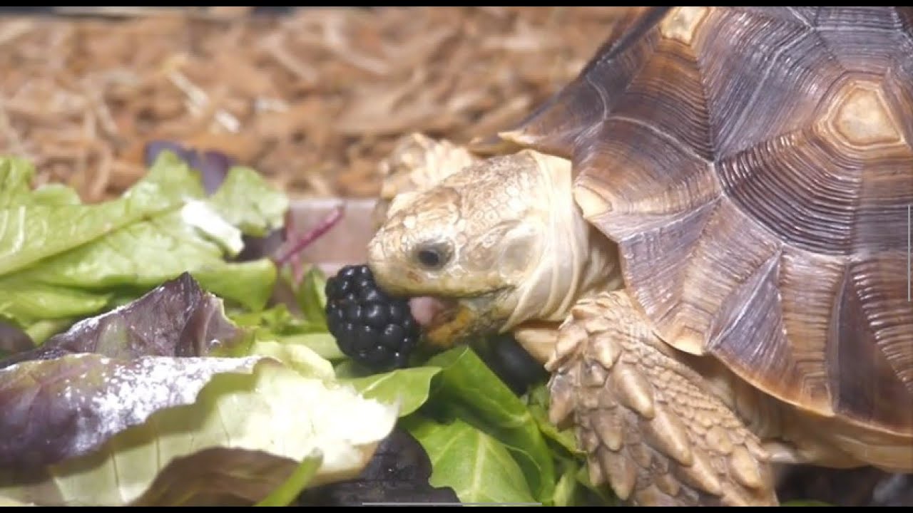 CUTE ADORABLE BABY SULCATA TORTOISE EATING HER SALAD | WHAT TO FEED YOUNGLINGS