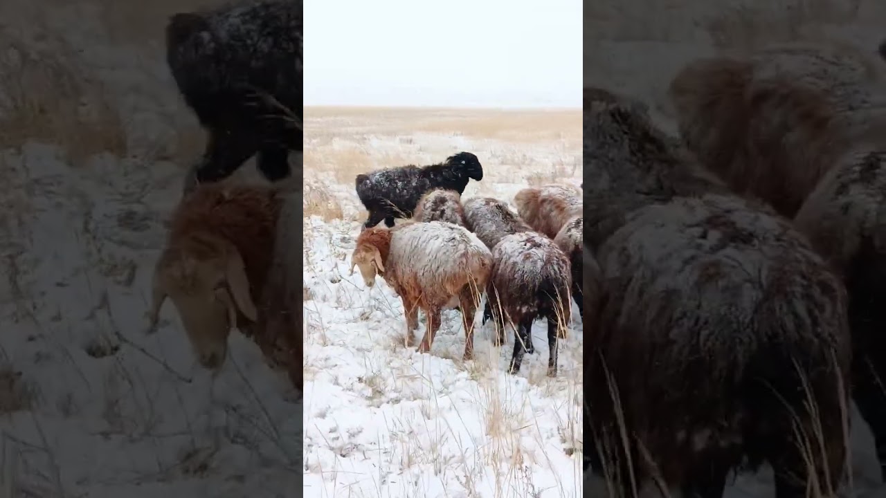 Овцы Эдильбаевской породы/ Зима пришла, пасём дальше