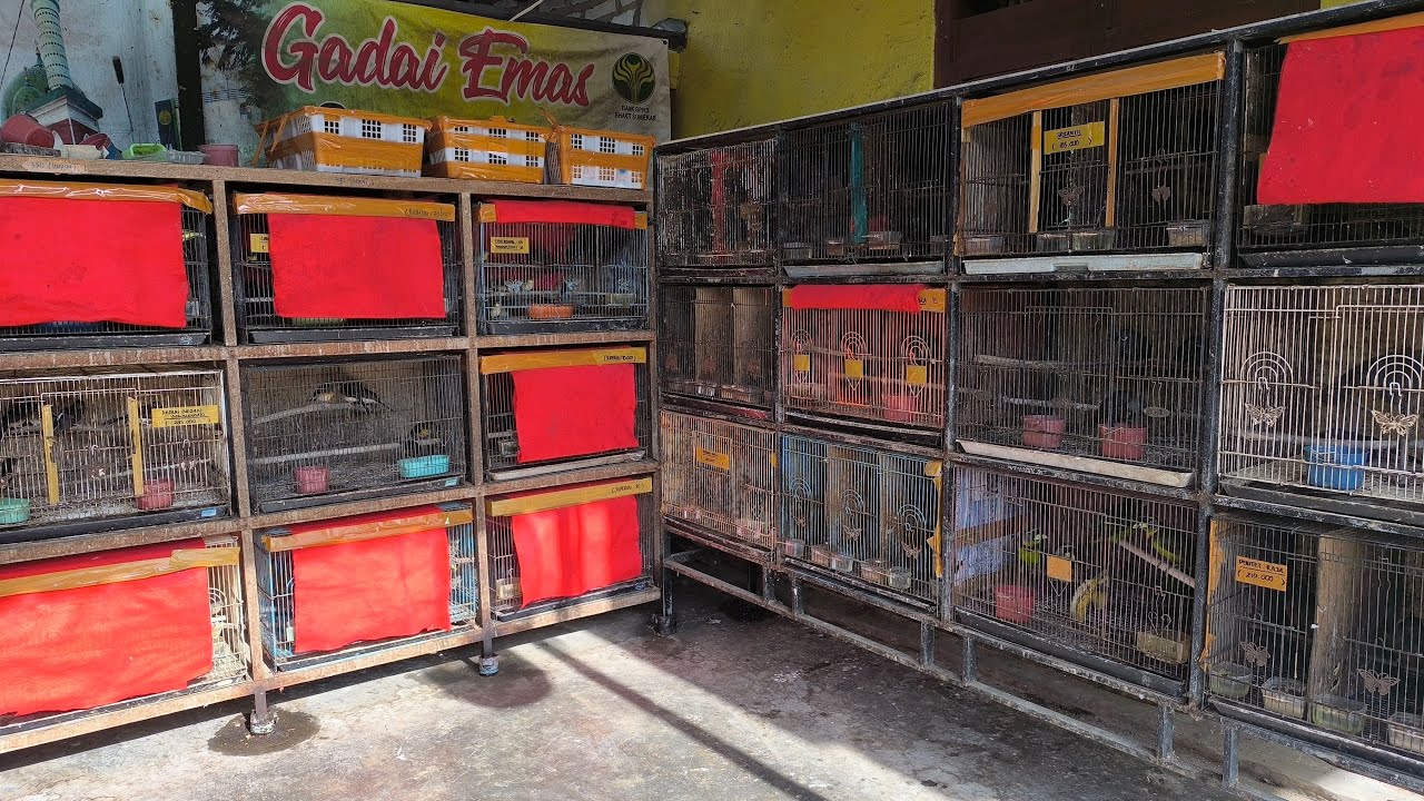 STOCK AMBYAAAAAR RATUSAN EKOR READY..