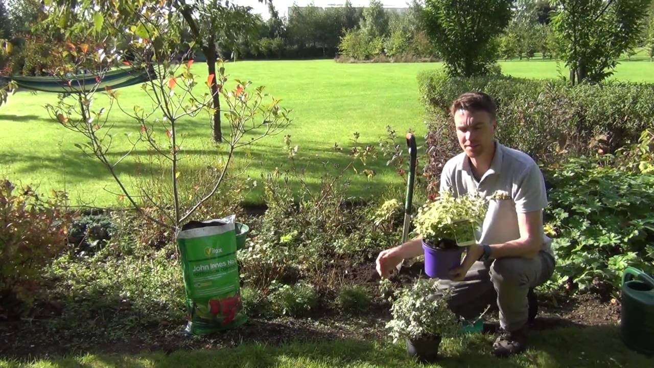How Plant a Medium Sized Garden Shrub