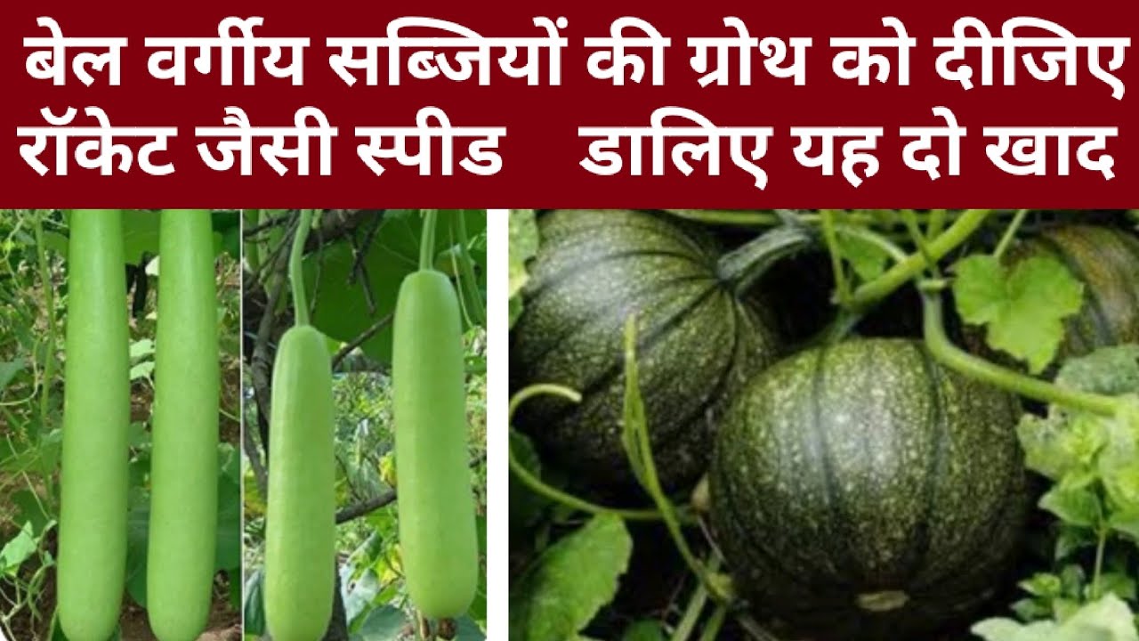 बेल वर्गीय सब्जियों की ग्रोथ को दीजिए रॉकेट जैसी स्पीड डालिए यह दो खाद और आजमाएं यह ट्रिक।#garden