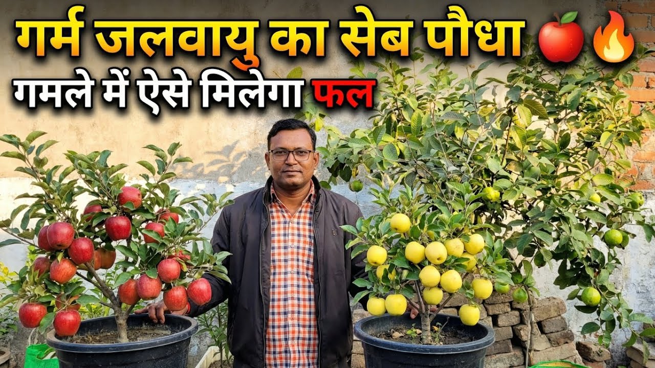 “गर्म जलवायु का सेब पौधा 🍎🔥 | गमले में ऐसे मिलेगा फल” | Hot Climate Apple Plant 