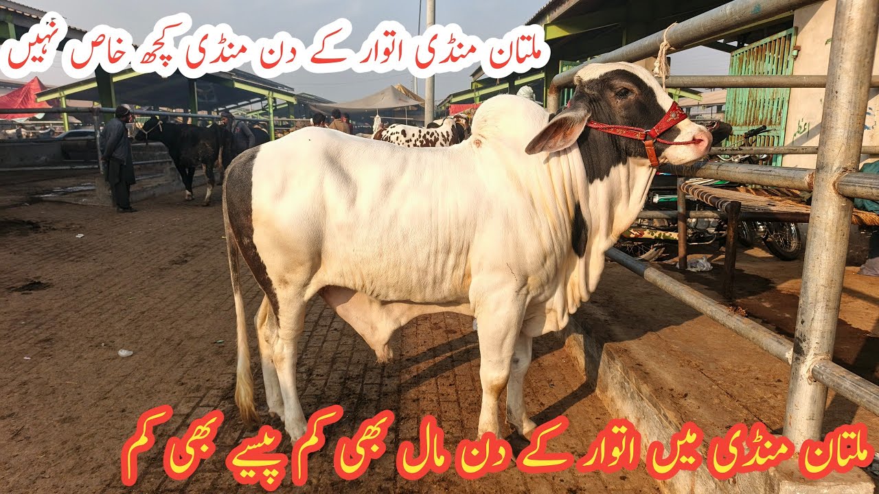 Multan MANDI Sunday updates|| Mall Bhi Kam Rates B Kam Kya Mandi Asy He Chly Gi😌|@Multananimallover