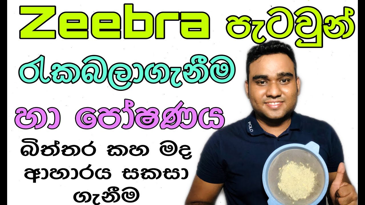 How to care zeebra fish fry/Feeding/Preparation of egg yolk diet/Sinhala