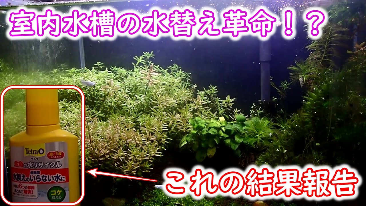 【めだか】例の添加剤の結果報告　室内水槽の水換え　Ｂ型おやじ