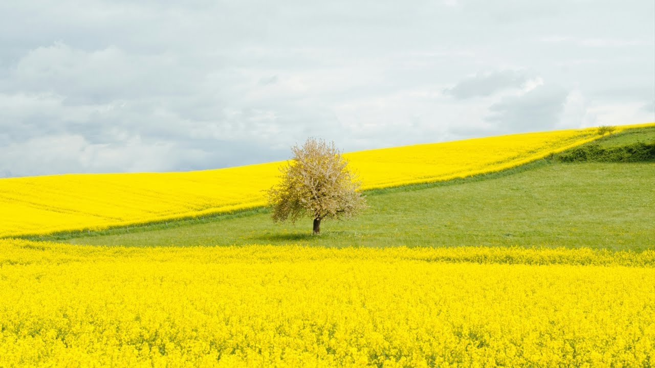 No-Frame Spring TV Art | Landscape Photography TV Wallpaper | TV Art Home Decor