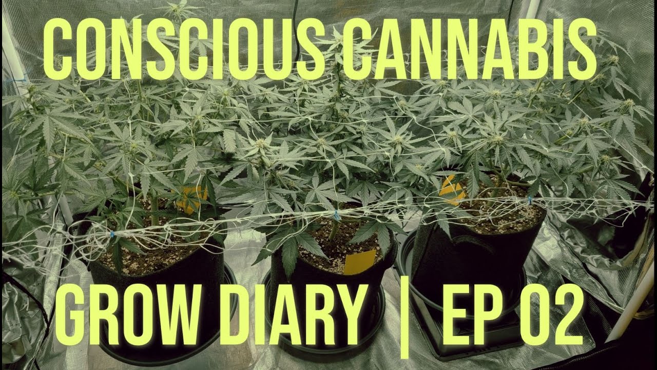Royal Creamatic Auto | Grow Diary | Week 6 | Lollipop & SCROG | EP02